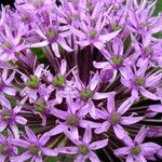 Allium nigrum പുഷ്പം