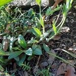 Tuberaria lignosa Blatt