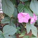 Ipomoea indica Blomst