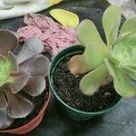 Aeonium balsamiferum 叶