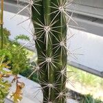 Stenocereus alamosensis Liść