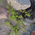 Honckenya peploidesHostoa