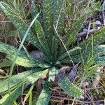 Echium asperrimum Leaf