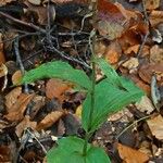 Epipactis persica Leaf