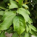 Ehretia tinifolia 葉