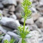 Galium montis-arerae