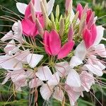 Cleome spinosaFlower