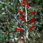 Penstemon eatonii Хабит