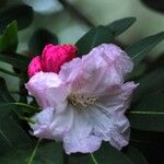 Rhododendron vernicosum Fiore