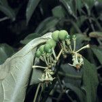 Solanum schlechtendalianum Плод