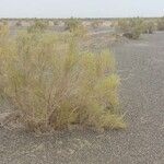 Haloxylon persicum Habit