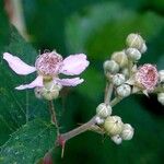 Rubus elegantispinosus Hàbitat