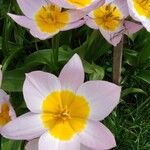 Tulipa saxatilis Flor