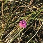 Armeria maritimaFleur