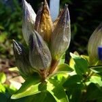 Gentiana septemfida Цветок