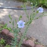 Linum usitatissimumফুল