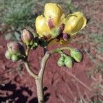 Cochlospermum regium Фрукт