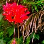 Hibiscus schizopetalus Cvet