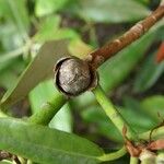 Rhododendron degronianum Sonstige