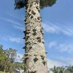 Zanthoxylum clava-herculis Corteza