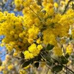 Acacia podalyriifolia Blüte