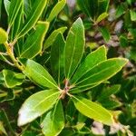 Ilex glabra Blatt