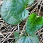 Viola suavis Leaf