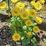 Doronicum caucasicum പുഷ്പം