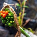 Dracunculus canariensis Frucht