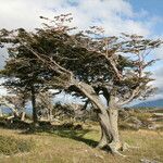 Nothofagus pumilio موطن