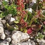 Rumex bucephalophorus Leaf