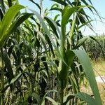 Arundo donax অভ্যাস