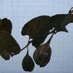 Aristolochia navicularis 其他