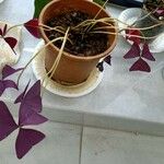 Oxalis triangularis عادت داشتن