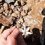 Crocus cambessedesii Квітка