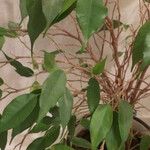 Ficus benjamina Habitus
