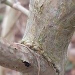 Hydrangea heteromalla Bark