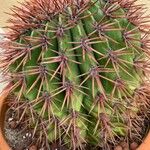 Melocactus intortus Leaf