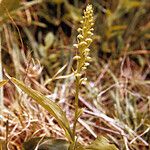 Platanthera flava Хабит