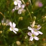 Petrorhagia saxifraga Flower