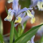 Iris graeberiana Flower