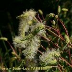 Sanguisorba dodecandra Flower