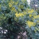 Acacia dealbata Цвят