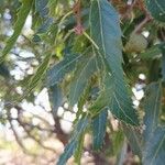 Quercus libani Leaf