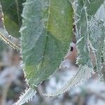 Buddleja globosa पत्ता