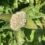 Cornus sericeaFlower