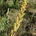 Lomandra longifolia Flor
