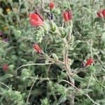 Echium angustifolium 花