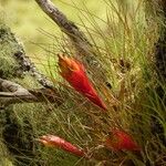 Tillandsia punctulata Flor