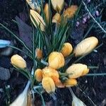 Crocus flavus Kwiat